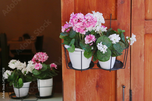 pot plants with pink and white geranium flowers as open air cafe decoration closeup photo