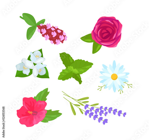 botanical set of plants. chamomile, rose, mint, hibiscus, thyme, lavender, jasmine