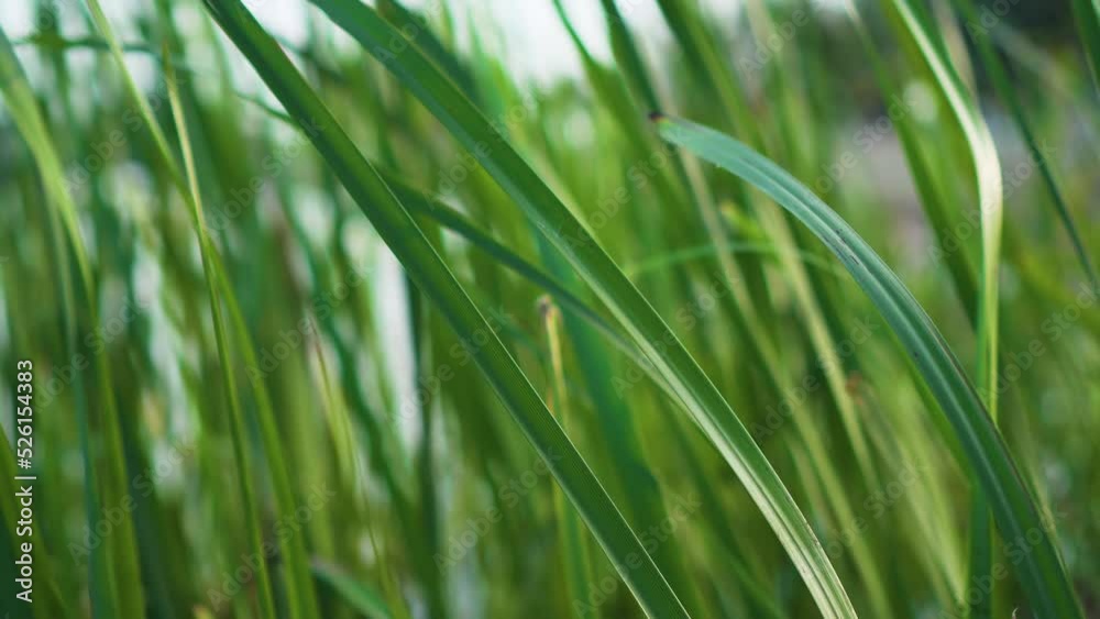 Stems of marsh green grass on lake swaying in wind. Gardening and saving ecosystems concept Stems of marsh green grass on lake swaying in wind. Gardening and saving ecosystems concept
