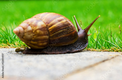 snail, 
