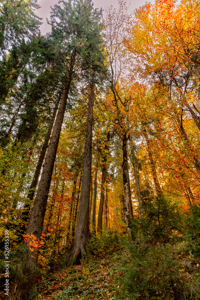 autumn forest in the autumn autumn forest in the autumn