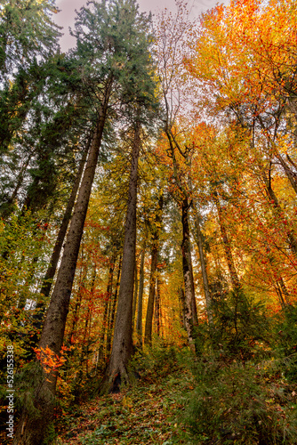autumn forest in the autumn © Dmytro
