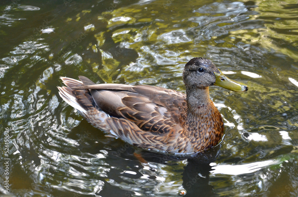 Portrait of duck mallard (female) floating in the water of lake. Top view photo outdoors.