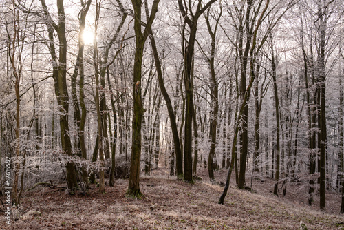 Tranquil winter forest landscape with picturesque iced trees in beautiful light, near Golmbach, Rühler Schweiz, Weser Uplands, Germany © teddiviscious