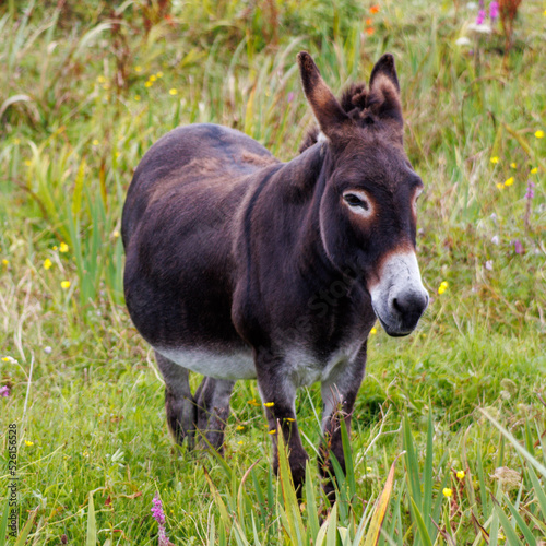 donkey in field © Nigel