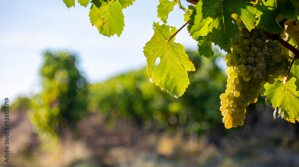 Grappe de raisin blanc dans les vignes au soleil avant les vendanges. Grappe de raisin blanc dans les vignes au soleil avant les vendanges.