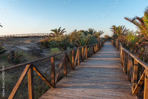 Wooden footbridges over the dunes of the palm grove