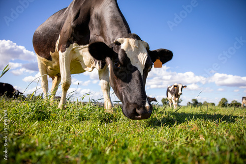 Troupeau de vache laitière dans la prairie au printemps en France.