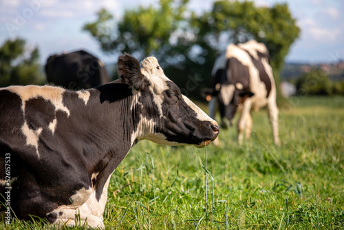 Vache laitière en train de brouter dans la campagne au printemps.
