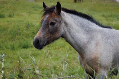 Irish horse in the field © Nigel
