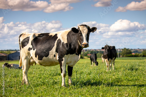 Troupeau de vache laitière au milieu des champs au printemps. photo