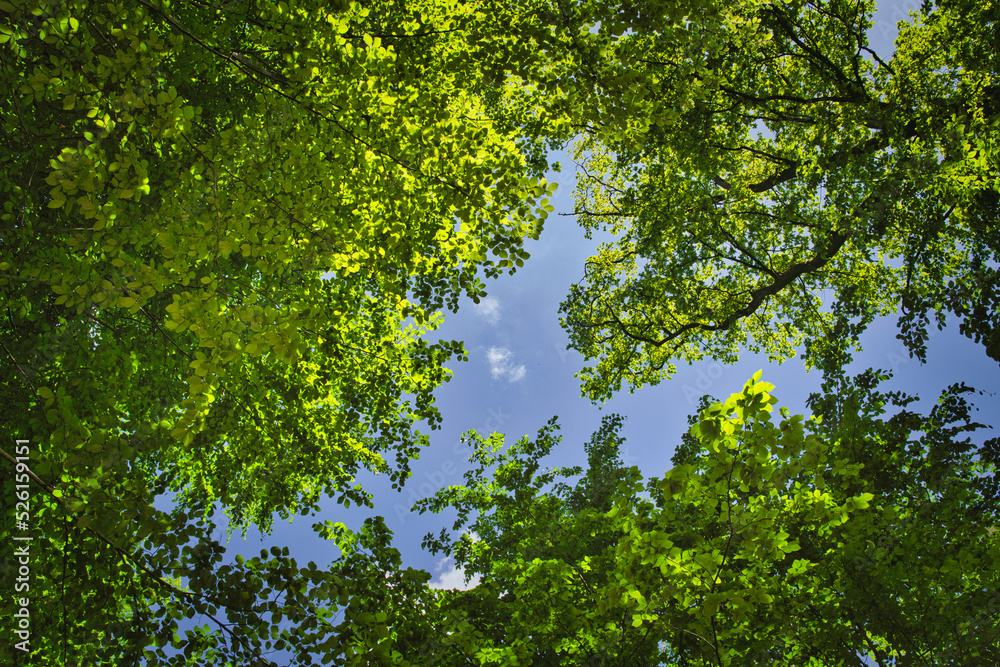 Fototapeta premium green leaves against the sky