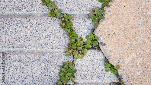 Принти на полотні Cement sidewalk background - Horizontal lines indent a concrete sidewalk with cracks and weeds growing