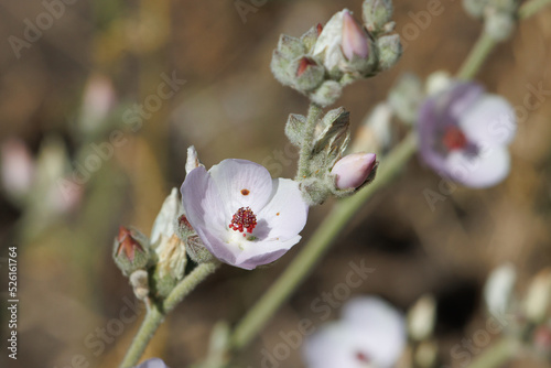 Pink flowering indeterminate racemose spike inflorescence of Malacothamnus Orbiculatus, Malvaceae, native perennial monoclinous deciduous shrub in the Western Mojave Desert, Springtime. photo