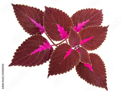 Red and green leaves of the coleus plant or Plectranthus scutellarioides or Solenostemon scutellarioides. Formerly known as Coleus blumei. Originally from South Asia and Malaysia.