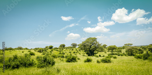 Landscape of the green savannah during rain season in Tarangire National Park, Manyara Region, Tanzania, East Africa. 