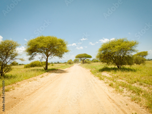 Safari drive along acacia trees in Tarangire National Park safari  Manyara Region  Tanzania  East Africa. 