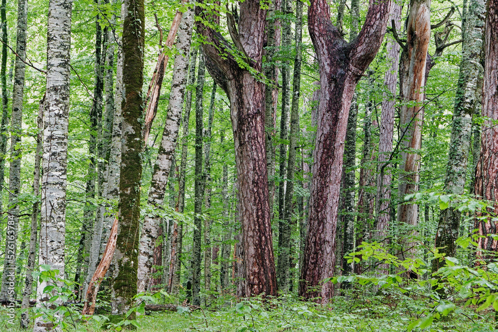 Obraz premium Forest of old-grown plack pines, Crna Poda Nature reserve Montenegro