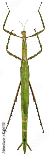 Eurycnema nigrospinosa (female)
Tessellated Spiny Flying Stick in White Background photo