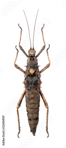 Haaniella dehaani (female)
Tessellated Spiny Flying Stick in White Background photo
