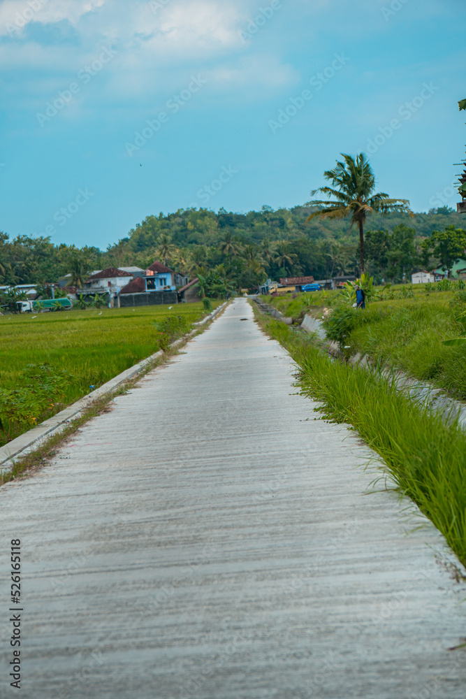 A small cement road that cuts through green rice fields in a very quiet and peaceful rural area