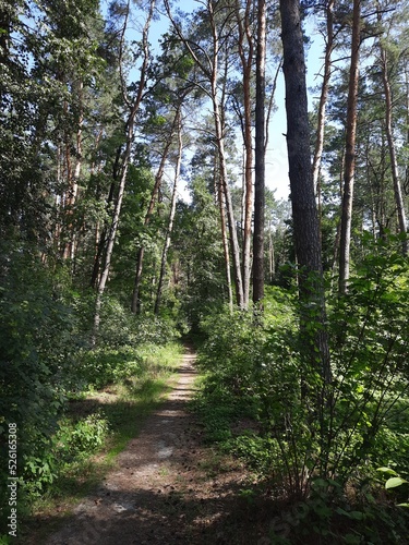 path in the forest