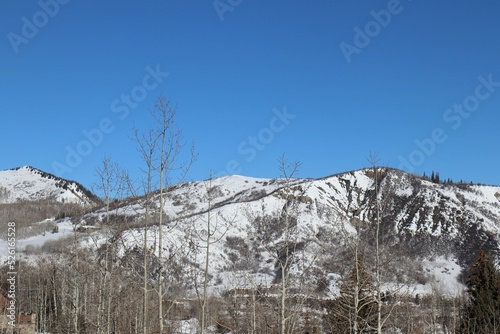 snow covered trees in the mountains