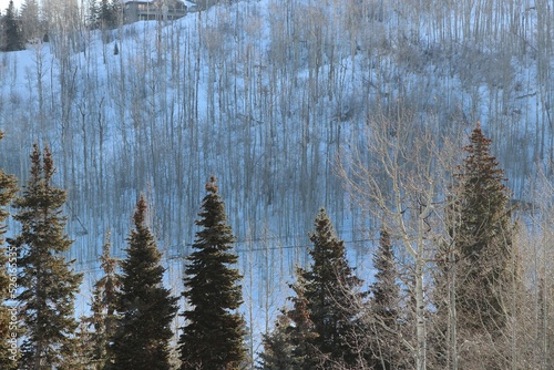 trees in winter