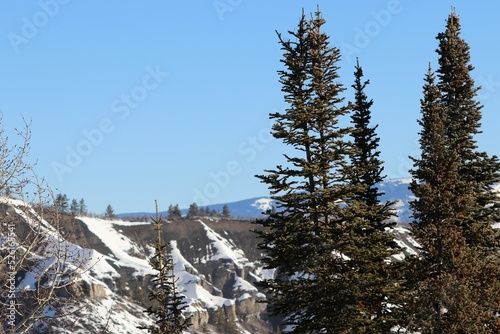 pine forest in winter