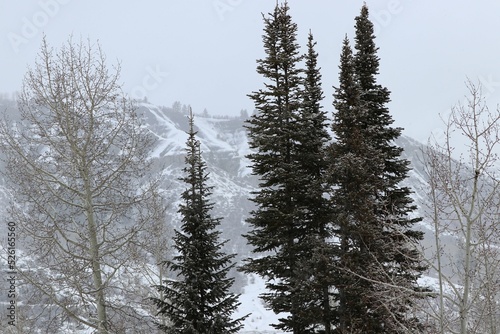 pine forest in winter