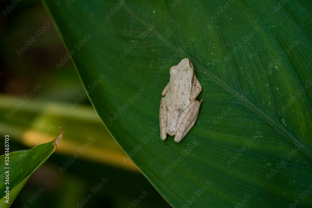 Obraz premium This unique and contrasting white tree frog is sitting quietly on a wide green leaf in the middle of the forest, close up and bokeh photographed