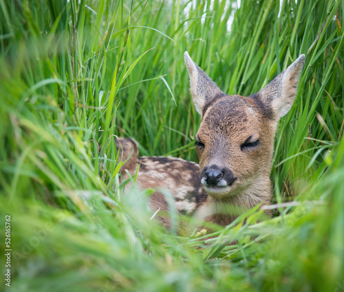 Fototapeta Naklejka Na Ścianę i Meble -  Cute baby deer