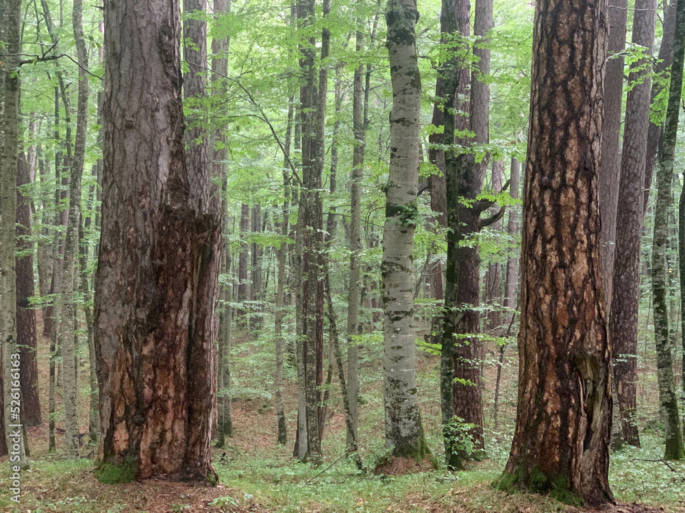 Naklejka premium Forest of old-grown plack pines, Crna Poda Nature reserve Montenegro