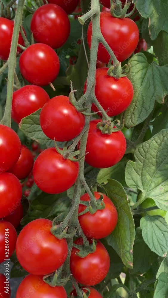 vertikal, Hochformat Video von vielen roten, reifen Tomaten am Strauch