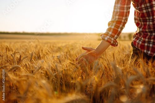 Man with his back to the viewer In A Field Of Wheat Touched By The Hand Of Spikes In The Sunset Light. The concept of the agricultural business.