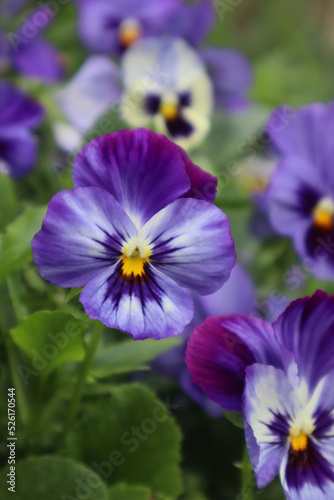 Purple violet flowers in the garden © hollia