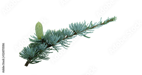 A little twig with a green cone of Cedrus atlantica, known Atlantic cedar or Blue Atlas cedar tree.  photo