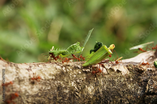 Leaf-Cutter Ant, atta sp., Adult carrying Leaf Segment to Anthill, Costa Rica