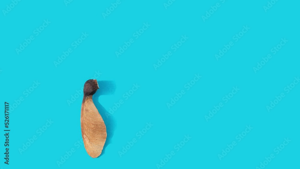 One helicopter seed from a plane tree.Sycamore seeds. It spins like a propeller on a helicopter, on a blue background, Also known as samara. Taken close up, video animation 
