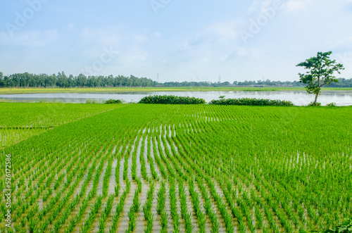 Green paddy field in Naogaon, Bangladesh