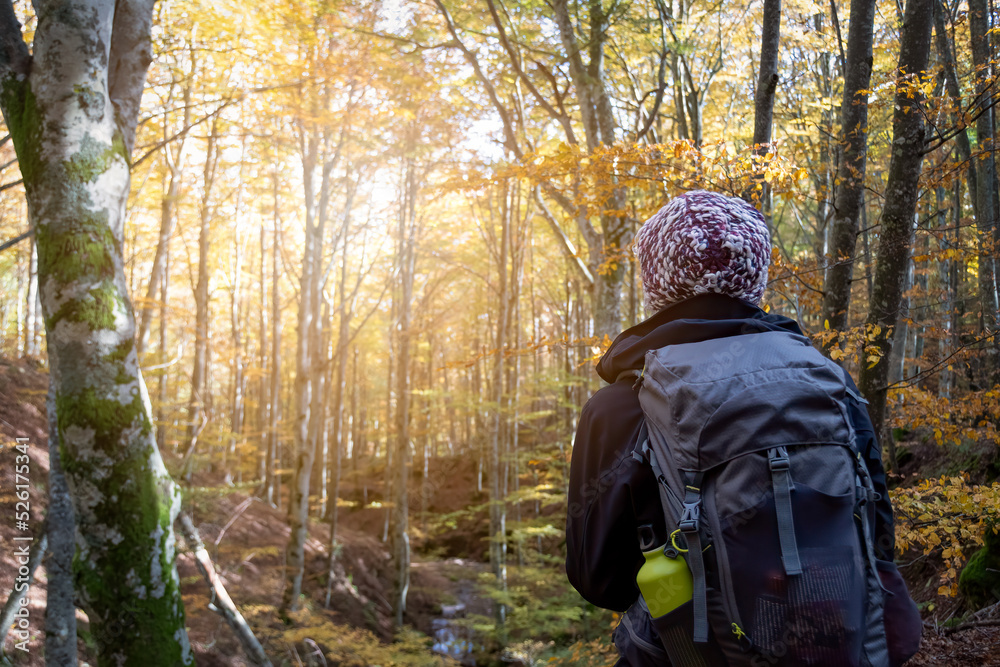 A hiker with a backpack walks through a vibrant autumn forest, with golden leaves and tall trees creating a warm, serene atmosphere. Parco Nazionale delle Foreste Casentinesi, Tuscany, Italy A hiker with a backpack walks through a vibrant autumn forest, with golden leaves and tall trees creating a warm, serene atmosphere. Parco Nazionale delle Foreste Casentinesi, Tuscany, Italy