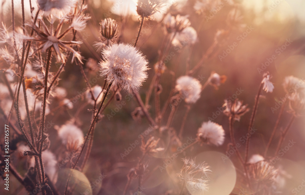 Wildflowers Wildflowers