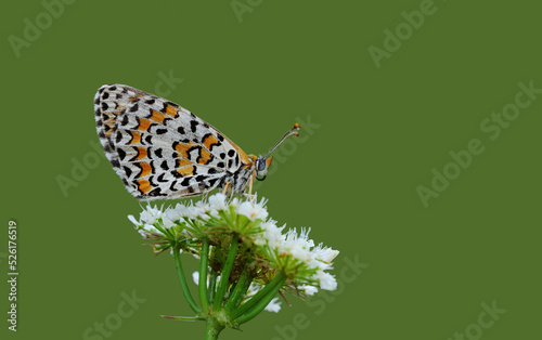 Wing under-side of a spotted fritillary or red-band fritillary, is a butterfly of the family Nymphalidae. 