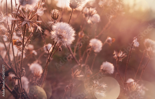 Wildflowers © Galyna Andrushko
