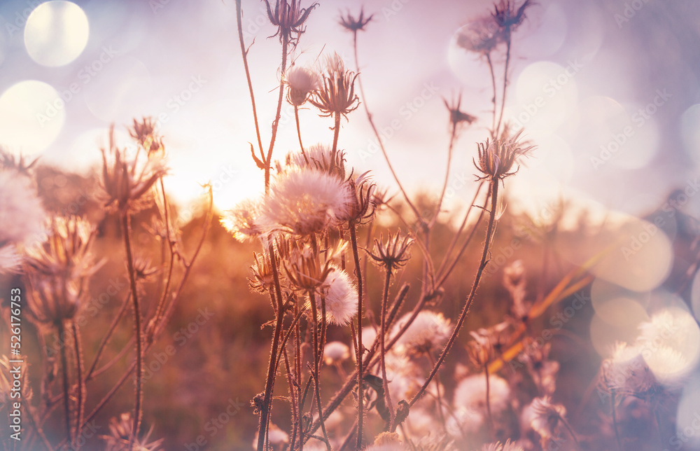 Wildflowers Wildflowers