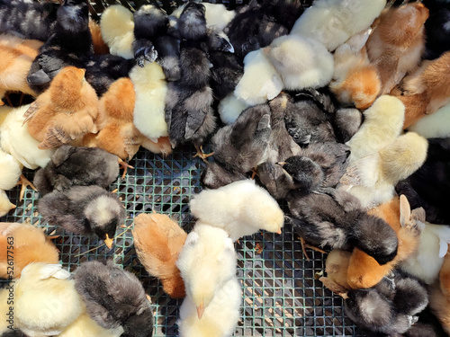 Many little yellow, black, gray young chickens on farm close-up. Many hen chickens top view. Livestock, agribusiness, domestic pet, aviculture breeding, industrial production. Agricultural background
