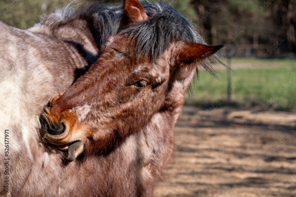 Fototapeta premium Horses living in a paddock paradise setting happy and semi free