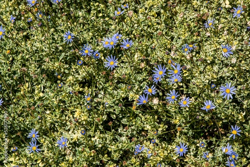 Bush with blue daisy felicia flowers during daytime photo