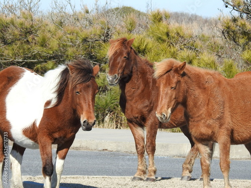 Three wild horses enjoying a beautiful winter s day on Assateague Island  in Worcester County  Maryland.