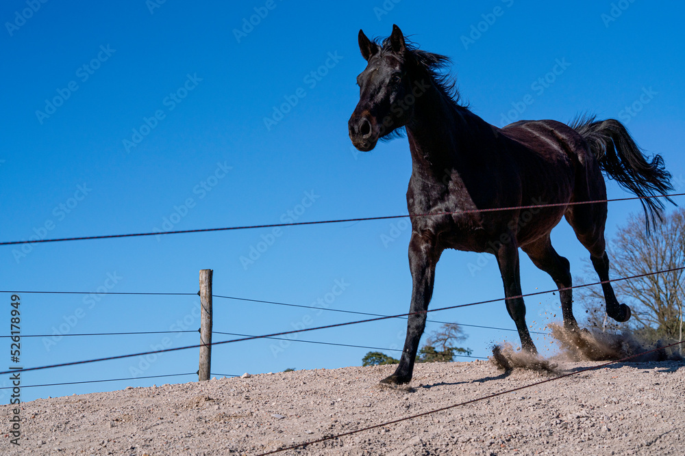 Horses living happy in paddock paradise running and free Horses living happy in paddock paradise running and free